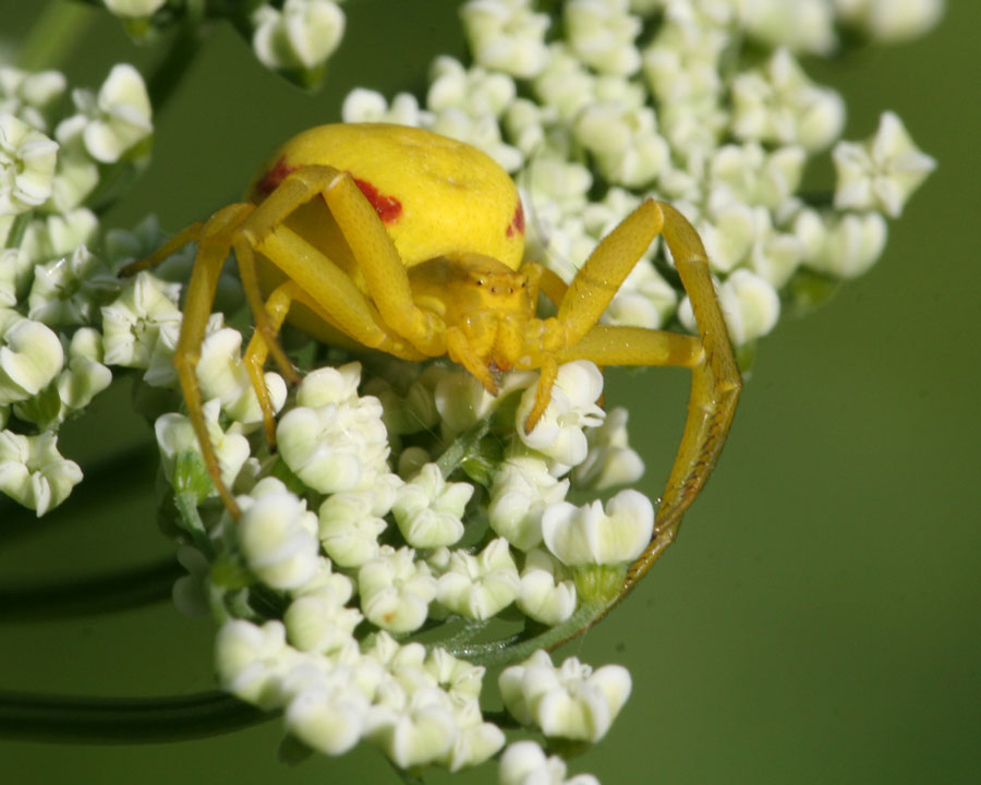 Gelbe Spinne