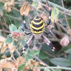 gelbe Spinne