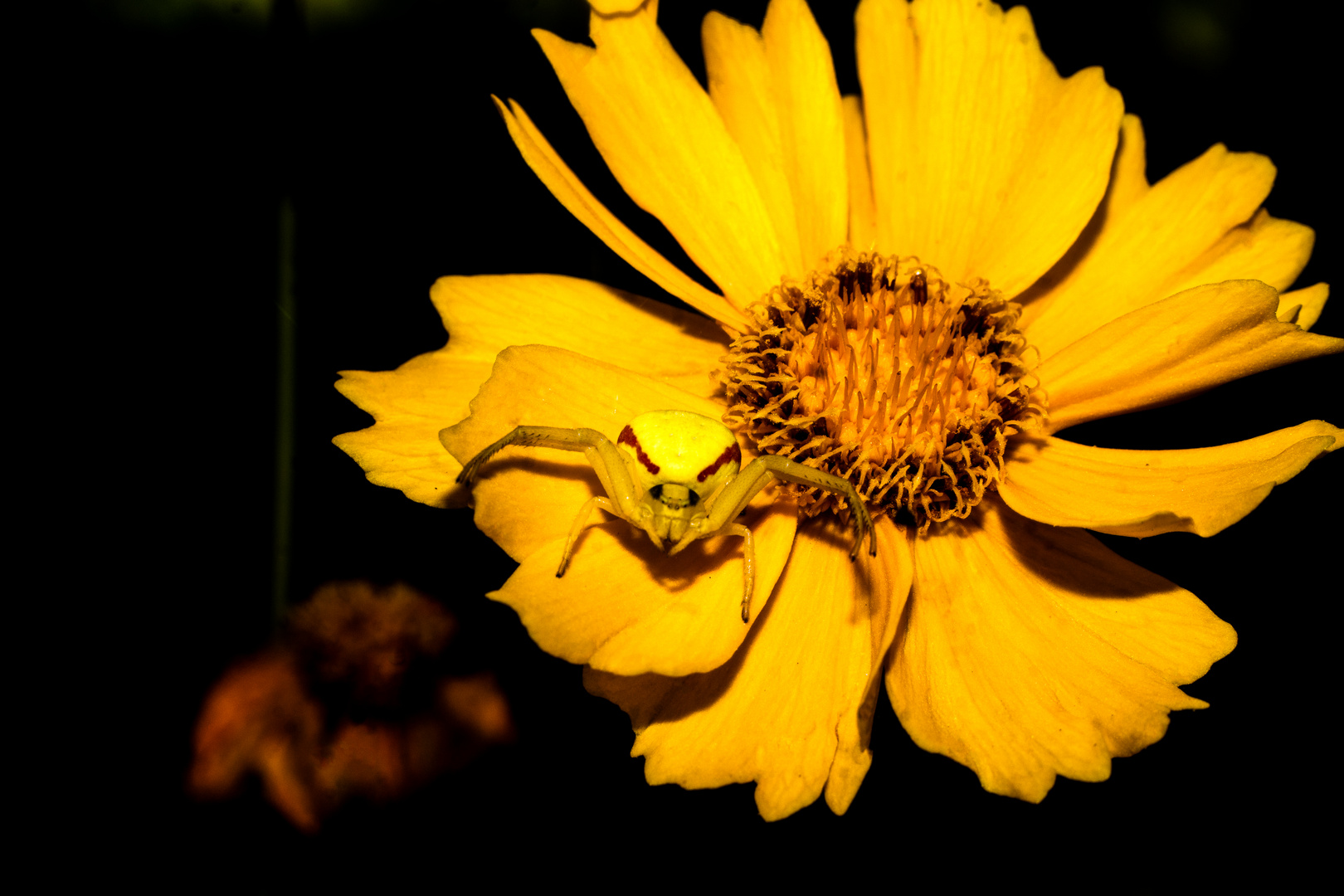 gelbe Spinne in gelber Blume