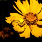 gelbe Spinne in gelber Blume