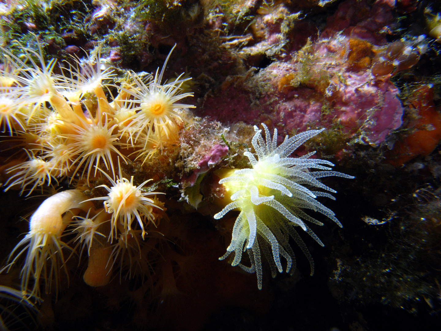 Gelbe Steinkoralle mit Gelber Krustenanemone