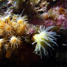 Gelbe Steinkoralle mit Gelber Krustenanemone