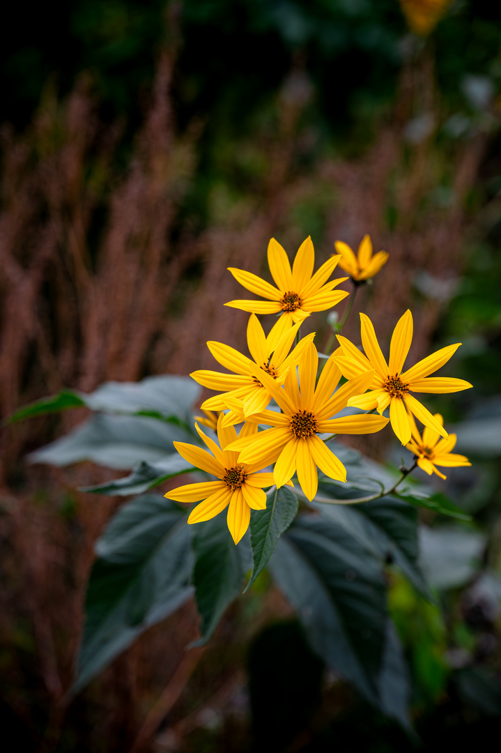 Gelbe Sternchen im Herbst