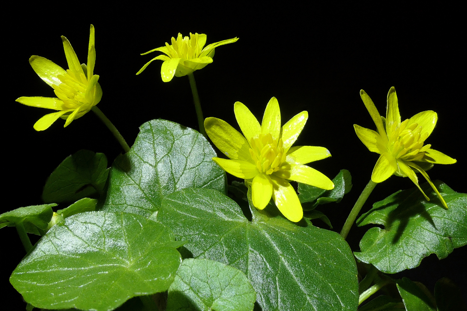 gelbe Sterne Foto & Bild spezial, makro, frühling Bilder auf