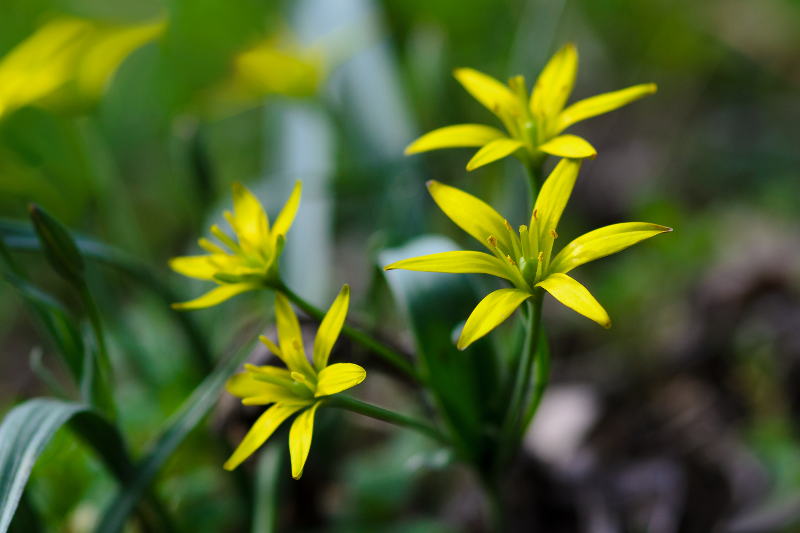 gelbe Sterne im Wald