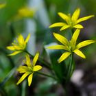 gelbe Sterne im Wald