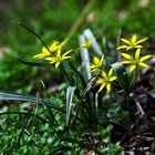 gelbe Sterne im Wald - ganze Pflanze