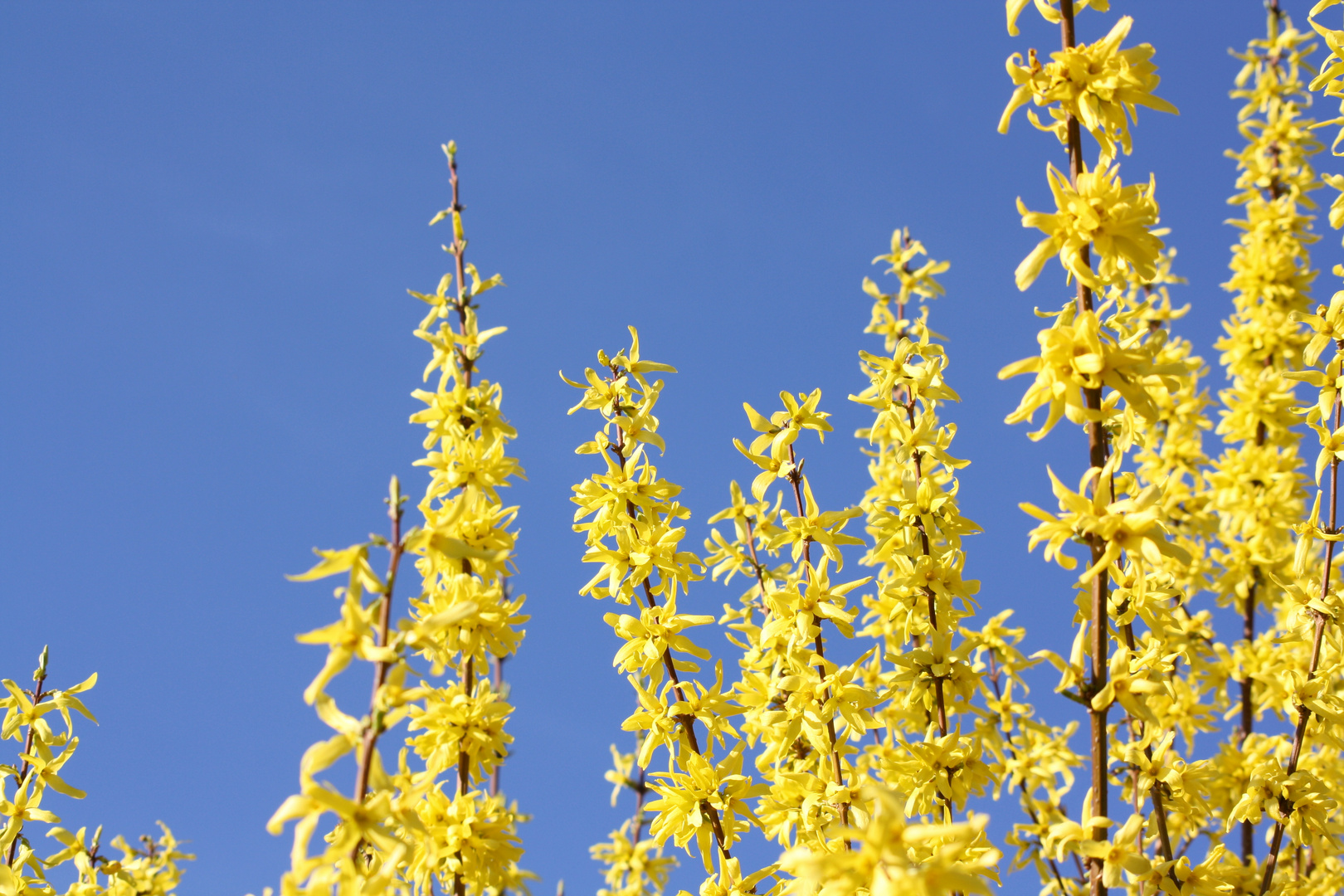 Gelbe Strauchblüten Foto & Bild pflanzen, pilze & flechten, blüten
