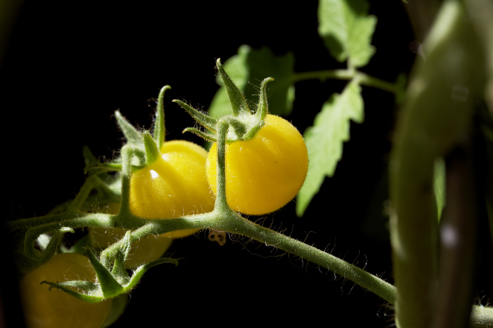 Gelbe Strauchtomate