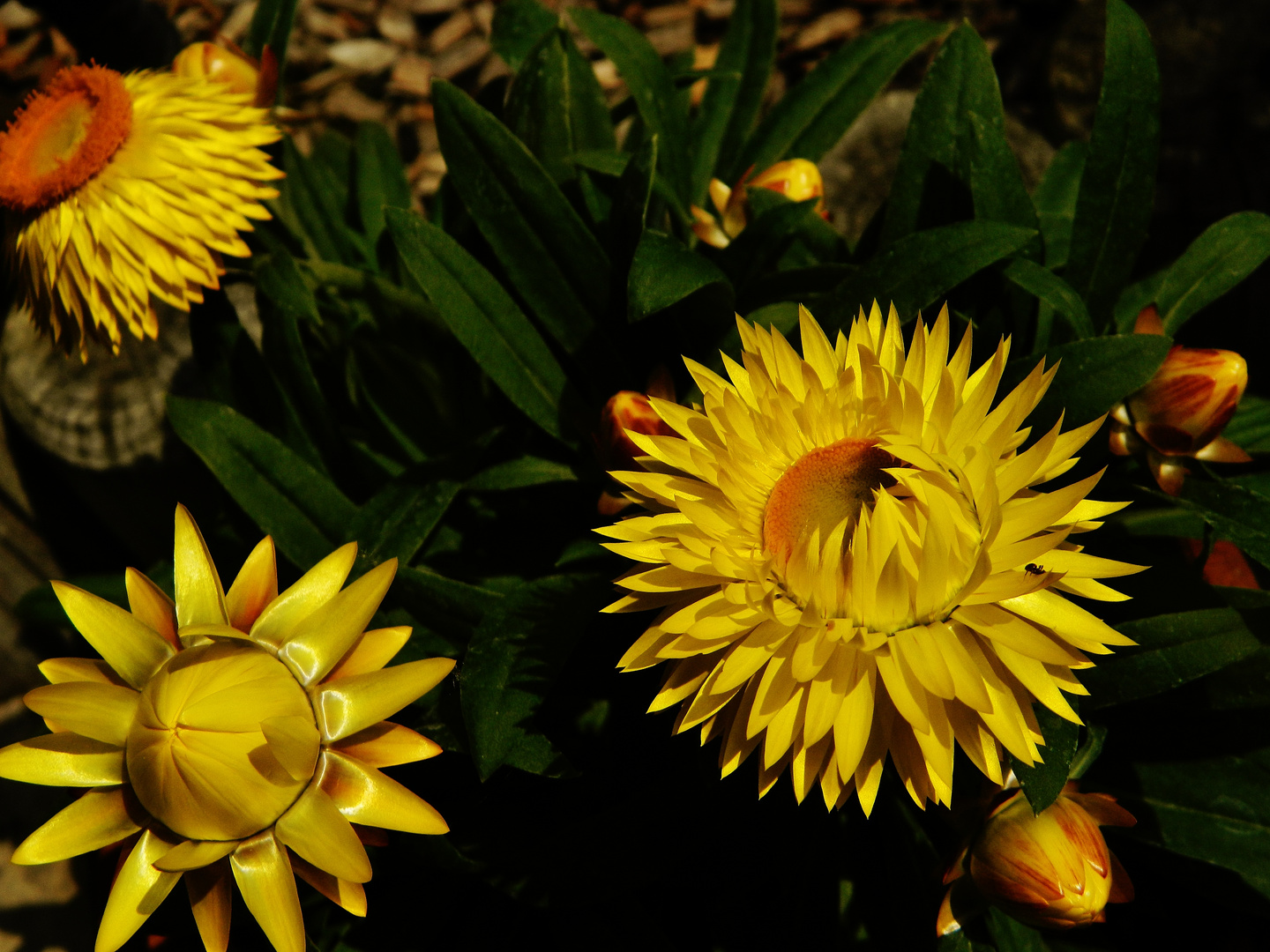 gelbe Strohblume