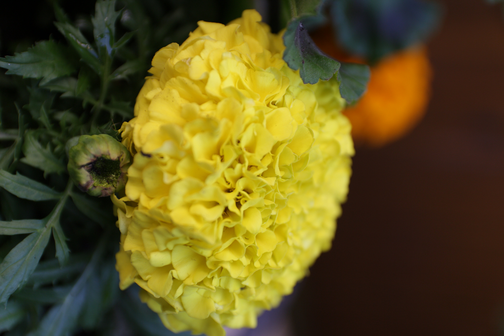 gelbe Studentenblume (Tagetes)