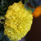 gelbe Studentenblume (Tagetes)