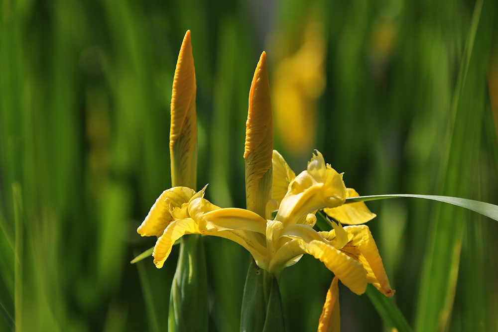 gelbe Sumpfschwertlilie