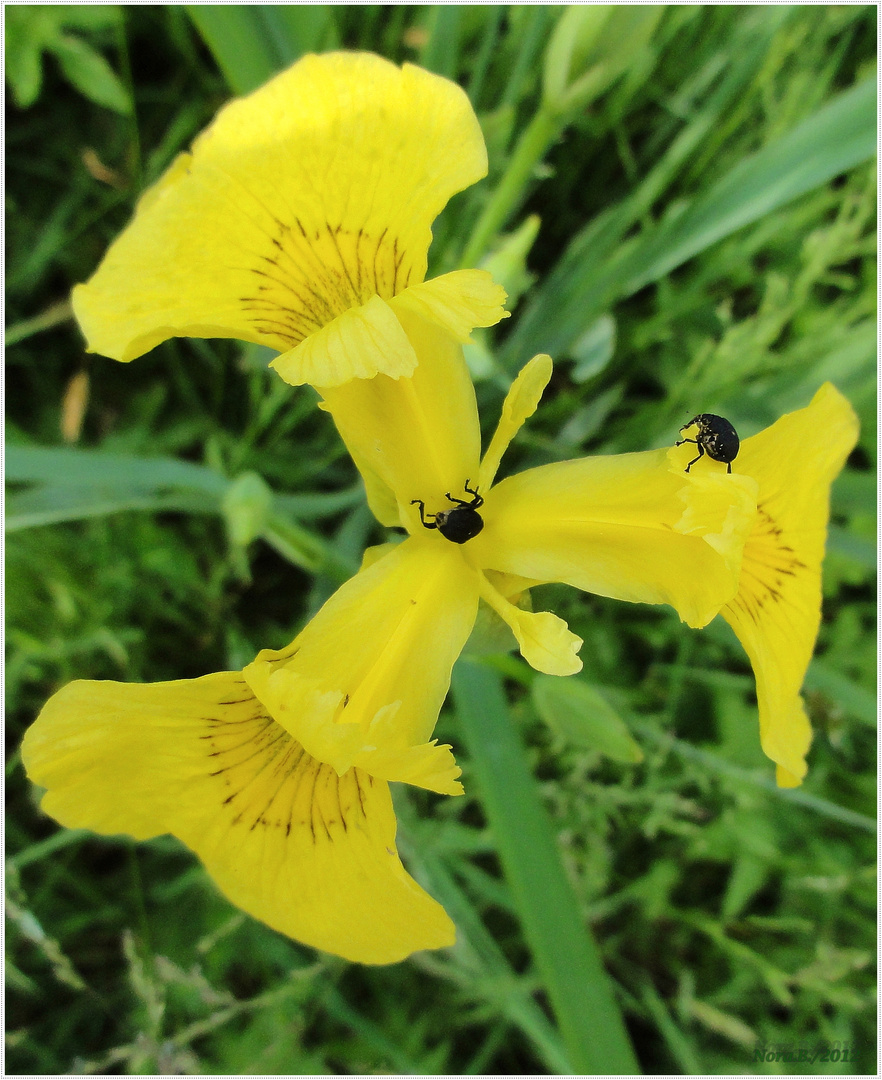 gelbe Sumpfschwertlilie (Iris pseudacorus )