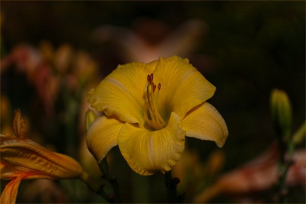 ....Gelbe Taglilie 2....