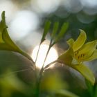 Gelbe Taglilien aus meinem Garten ...