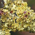 Affenkopfpilz (Hericium erinaceus) Foto & Bild | pflanzen, pilze