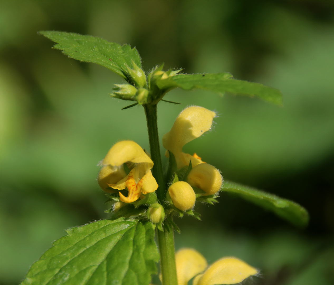 Gelbe Taubnesseblüte