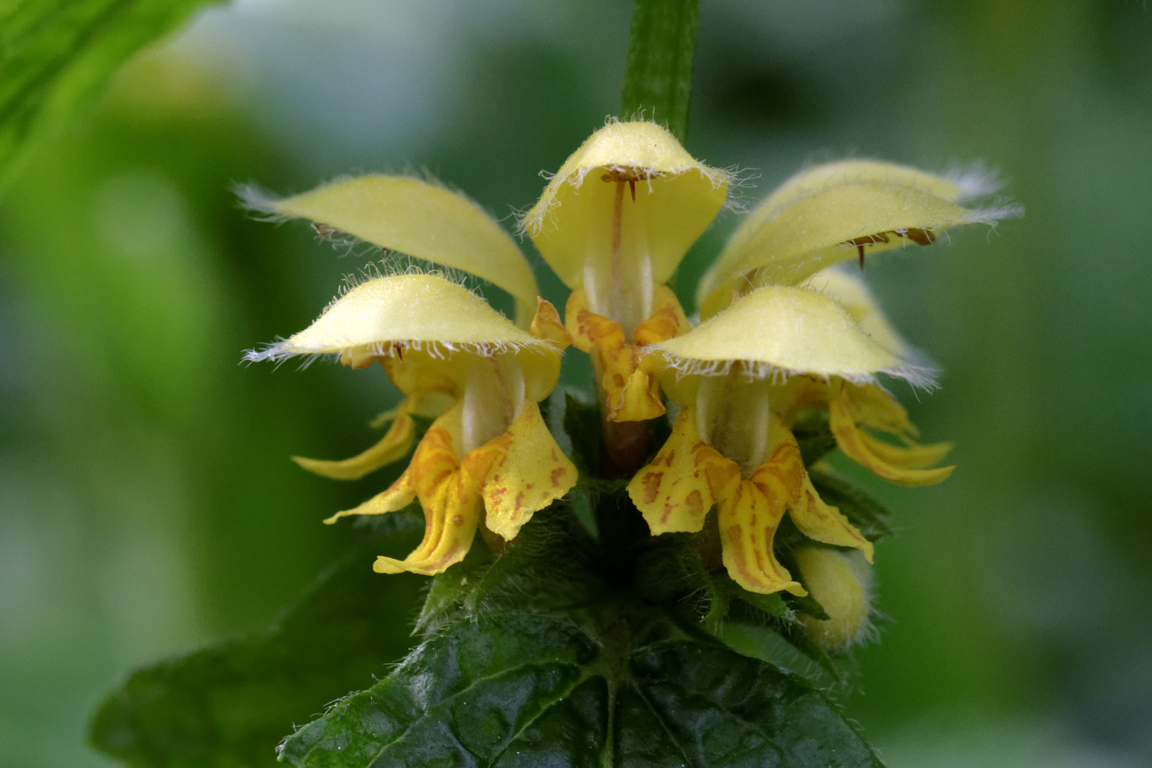 Gelbe Taubnessel (Lamium galeobdolon)