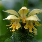 Gelbe Taubnessel (Lamium galeobdolon)