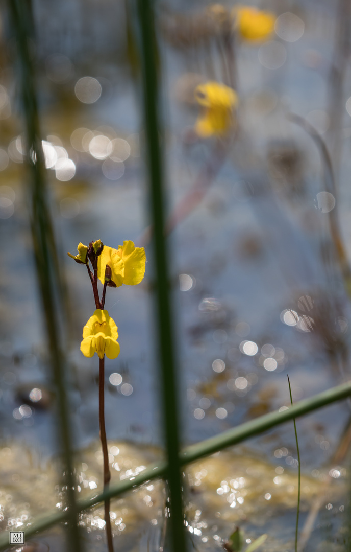 Gelbe Teichblume