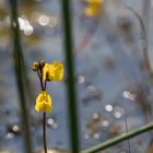 Gelbe Teichblume