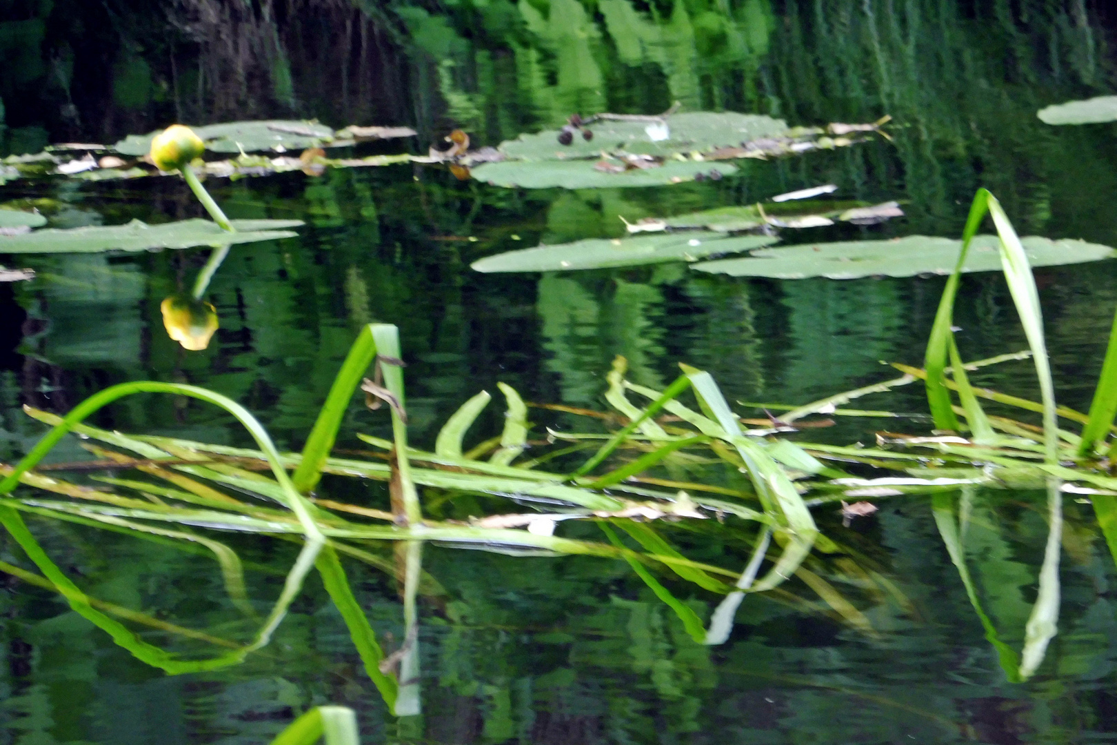 Gelbe Teichrose in der Stepenitz