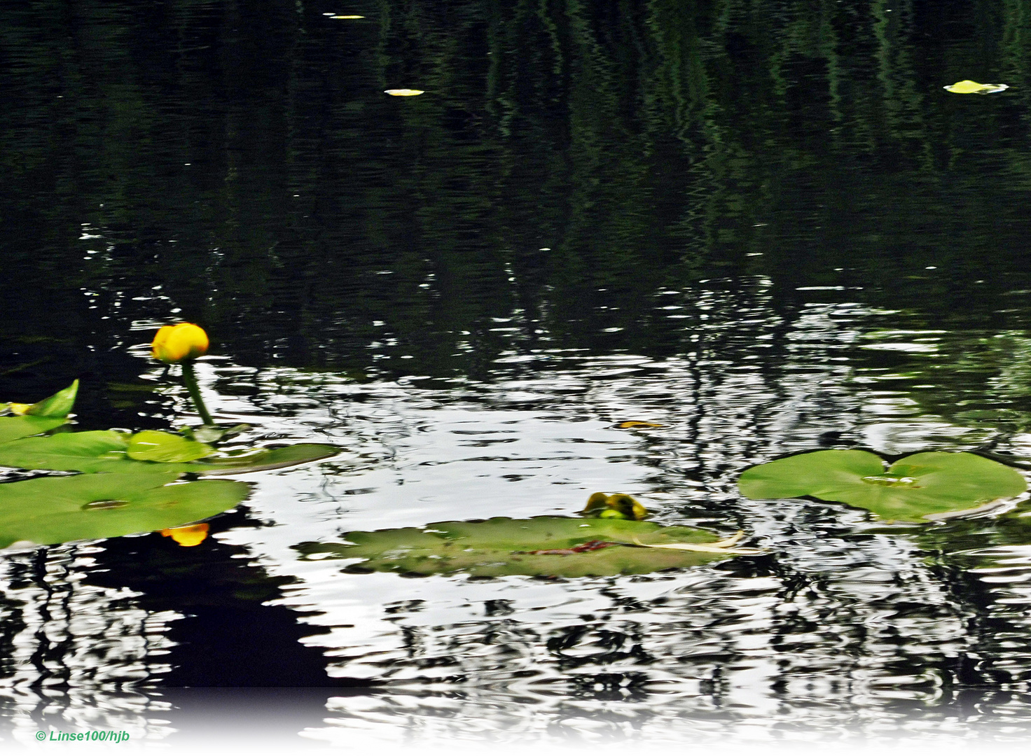 Gelbe Teichrose in der Stepenitz