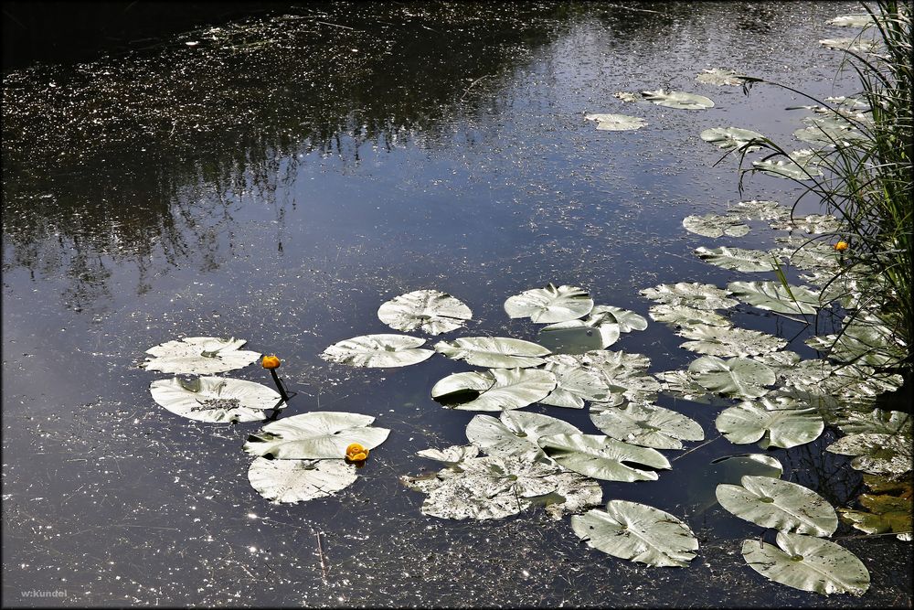 Gelbe Teichrose (Nuphar lutea)