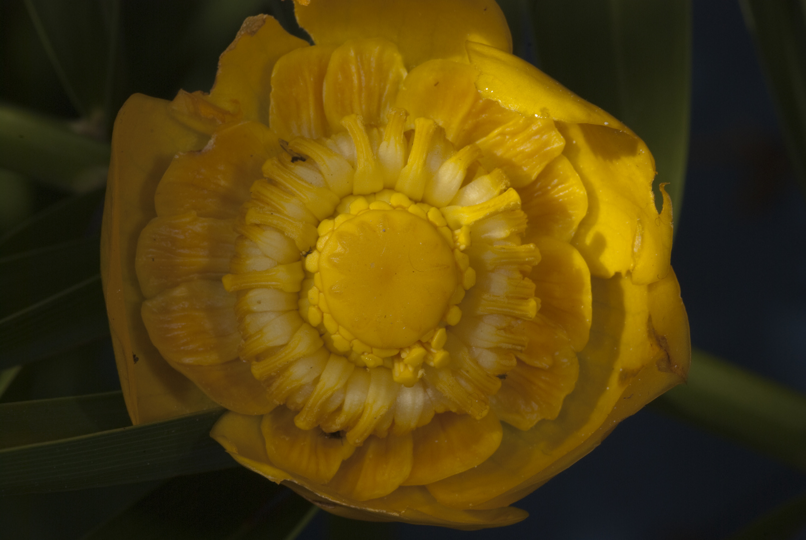 Gelbe Teichrose (Nuphar lutea)