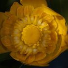 Gelbe Teichrose (Nuphar lutea)