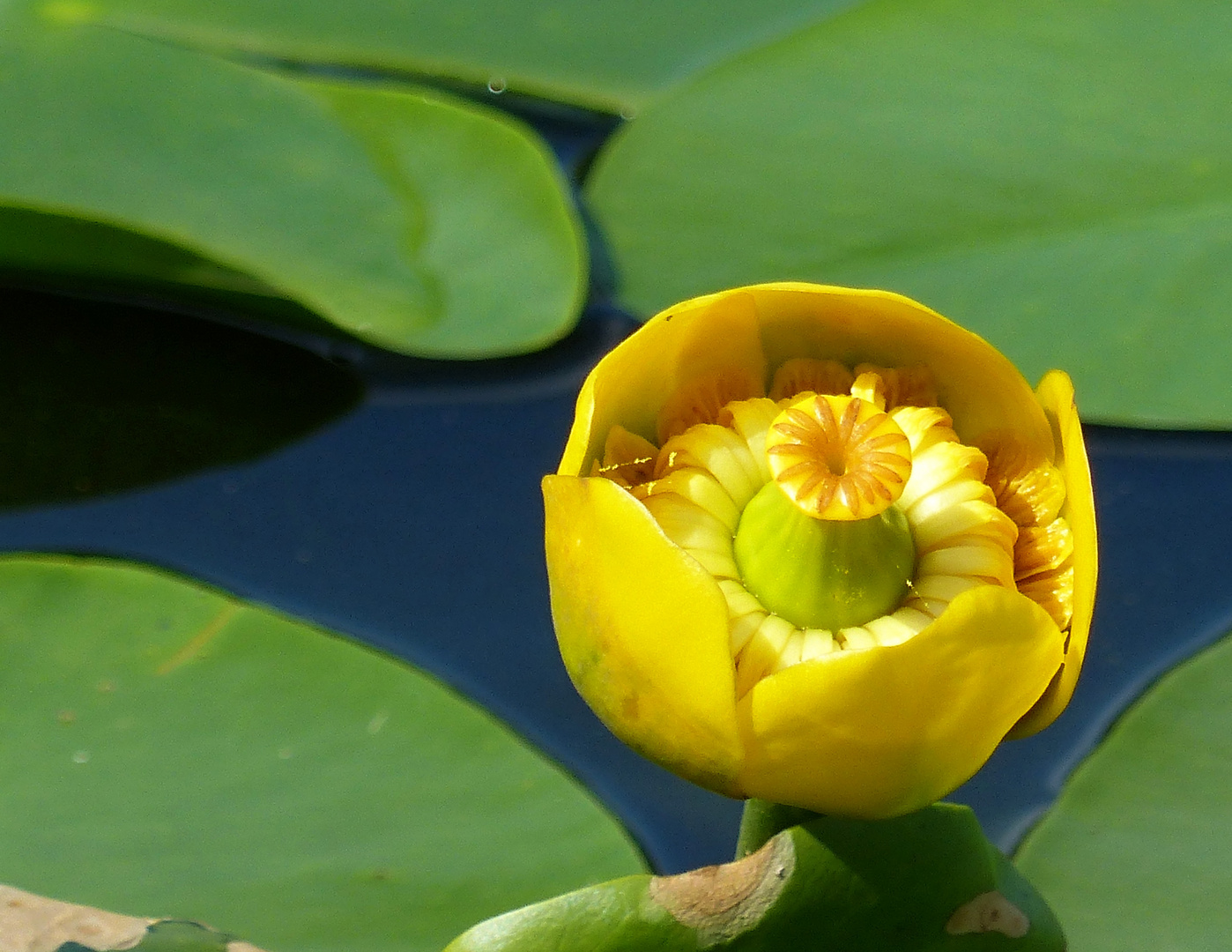 Gelbe Teichrose (Nuphar lutea)