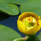 Gelbe Teichrose (Nuphar lutea)