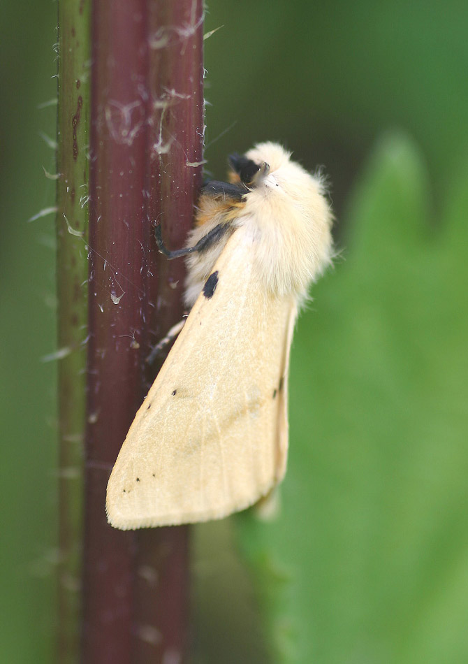 Gelbe Tigermotte - Spilosoma lutea