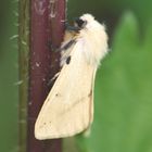 Gelbe Tigermotte - Spilosoma lutea