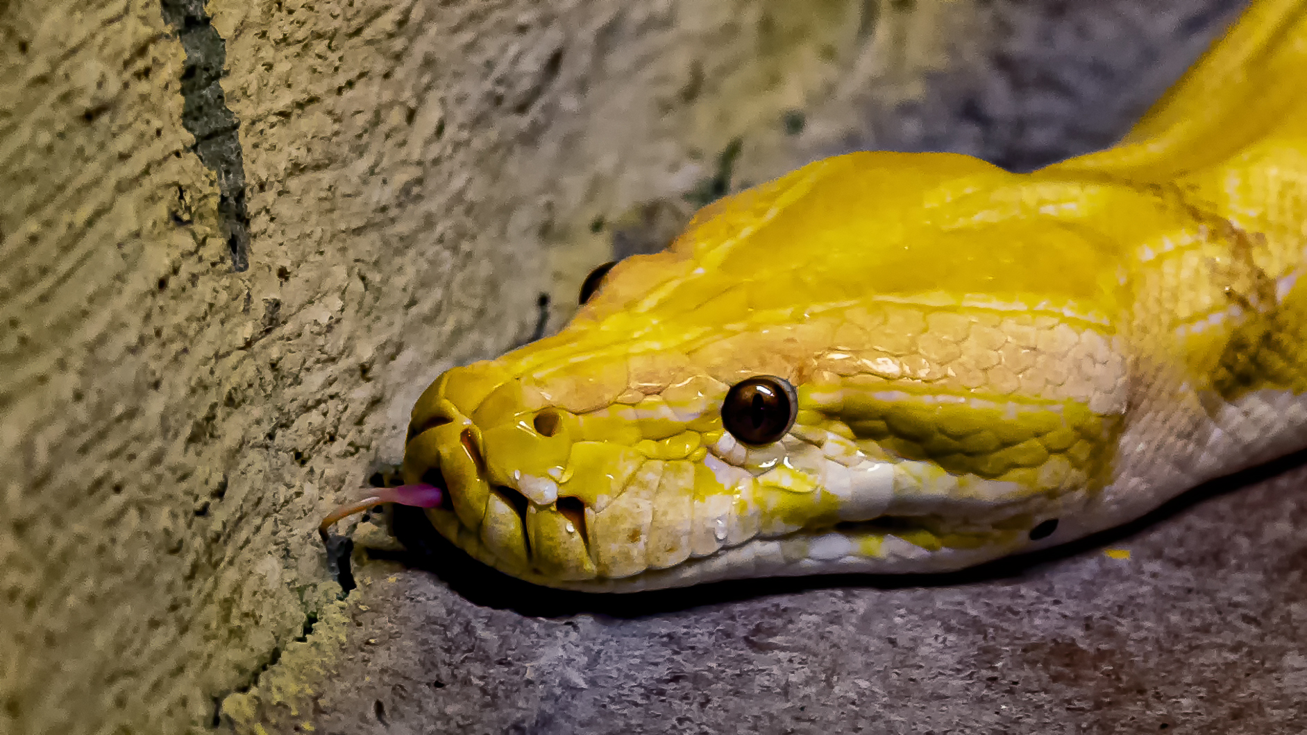 Gelbe Tigerpython Foto & Bild | fotos, dokumentation, natur Bilder auf ...