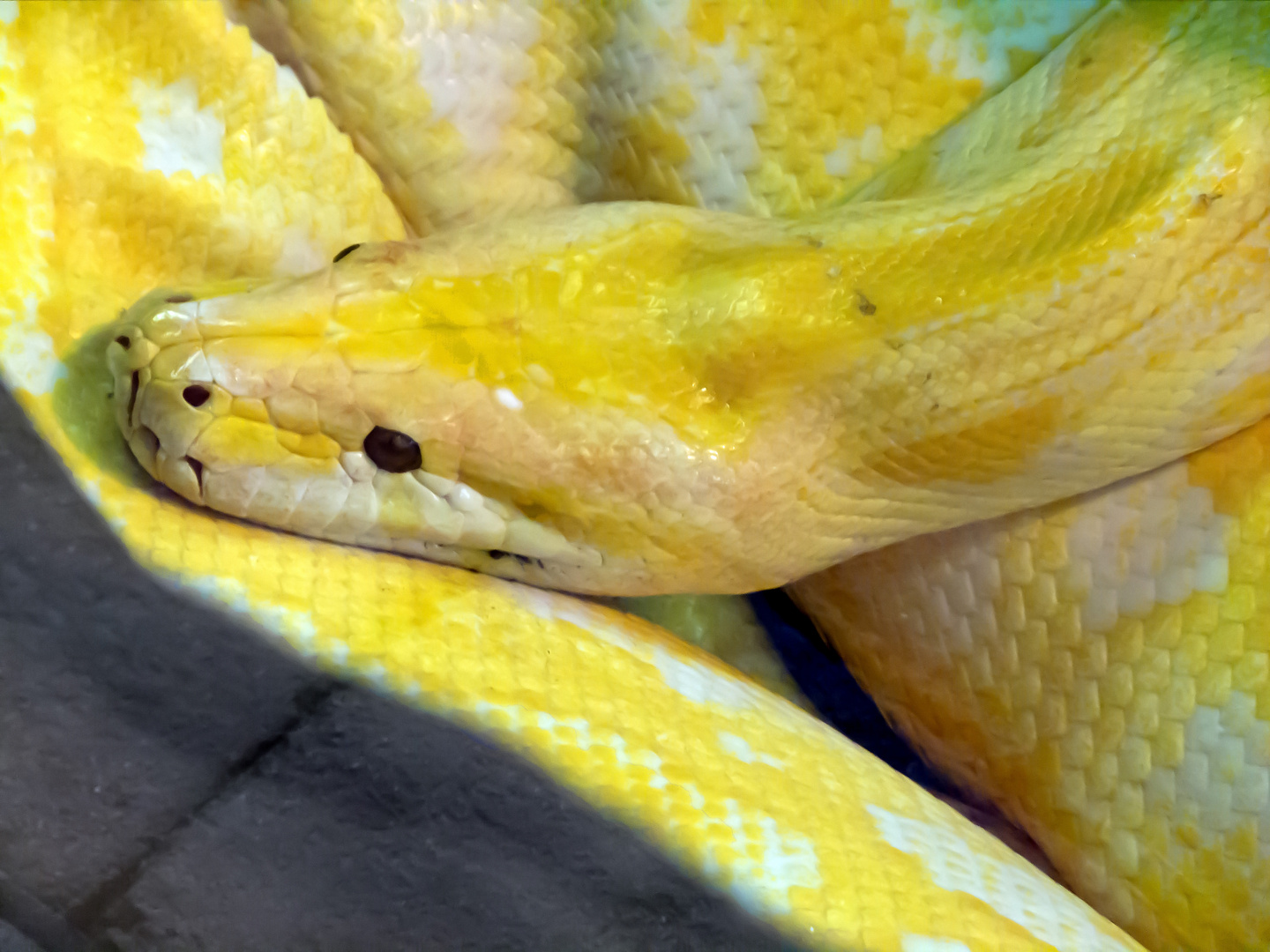 gelbe Tigerpython (Python molurus bivittatus) Foto & Bild | tiere, zoo ...
