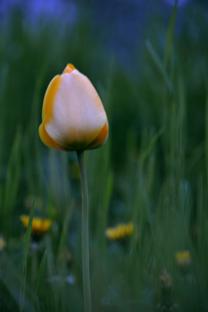 Gelbe Tulpe