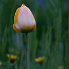 Gelbe Tulpe