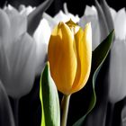 gelbe Tulpe.....