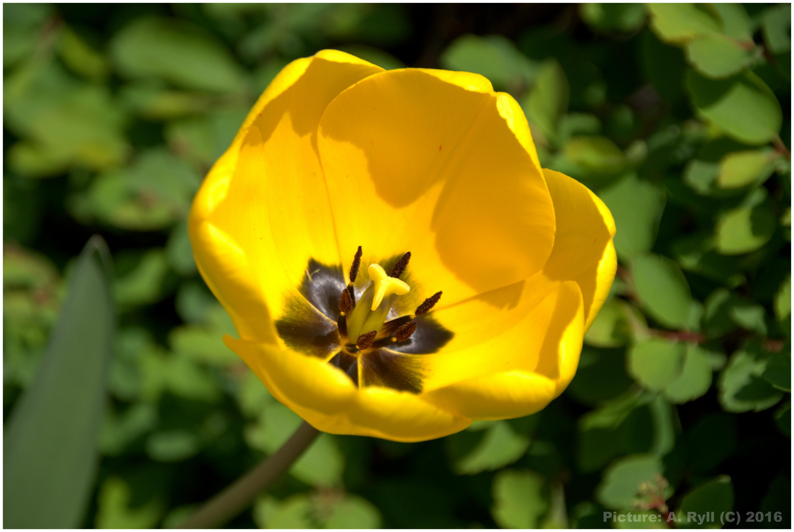 Gelbe Tulpe