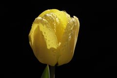 Gelbe Tulpe