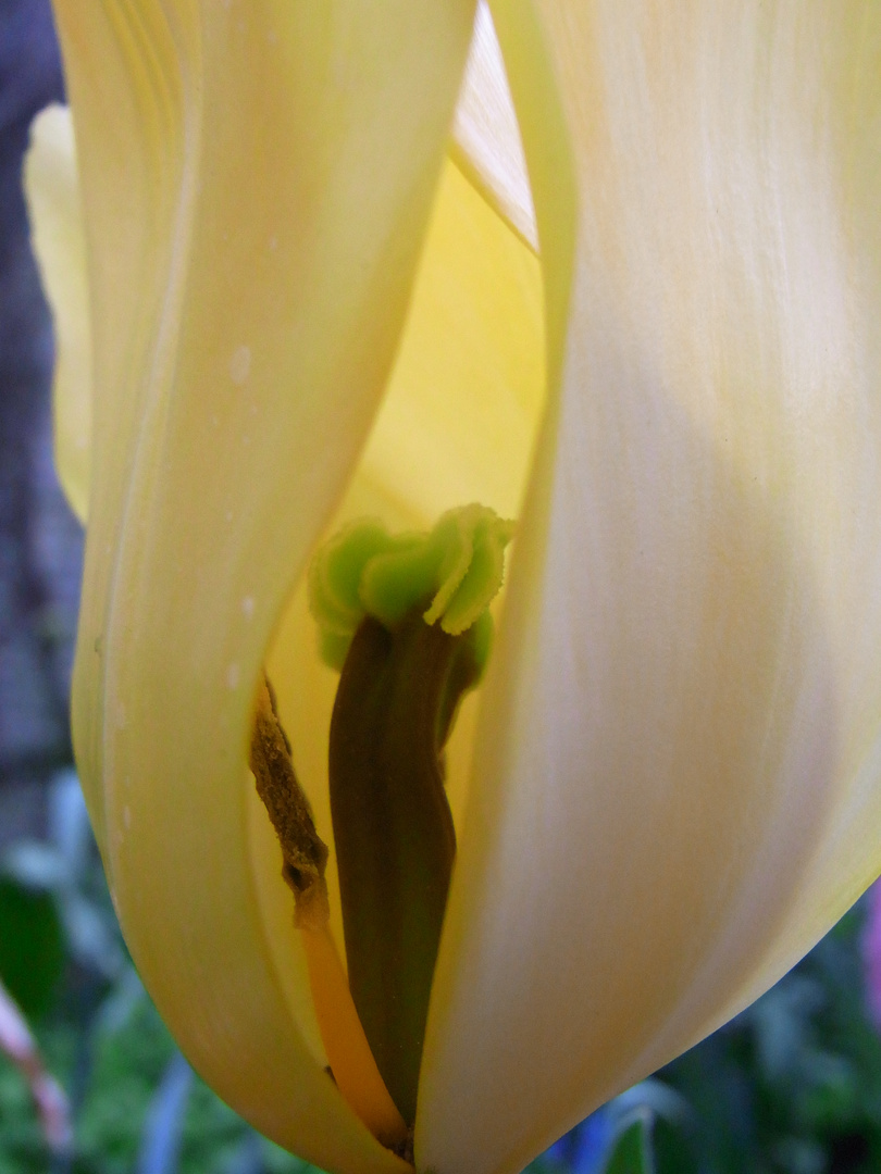 gelbe Tulpe 1