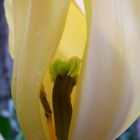 gelbe Tulpe 1