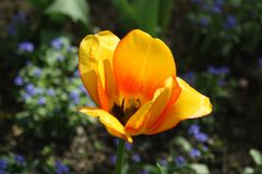 - gelbe Tulpe 1 -