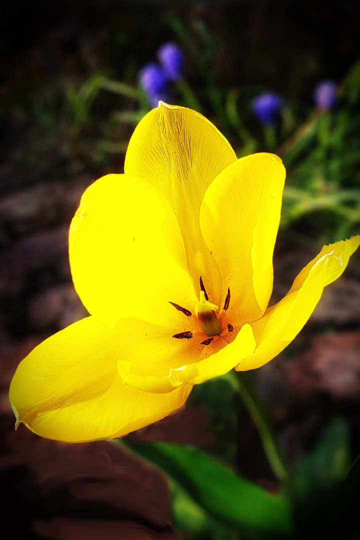 gelbe Tulpe 