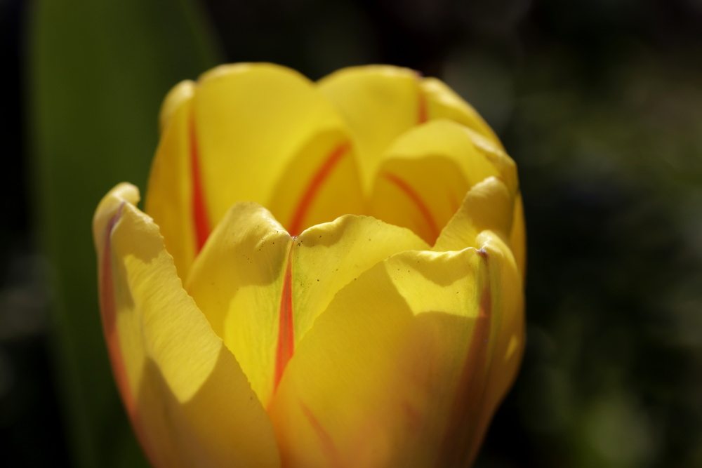 gelbe Tulpe