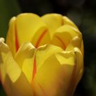 gelbe Tulpe