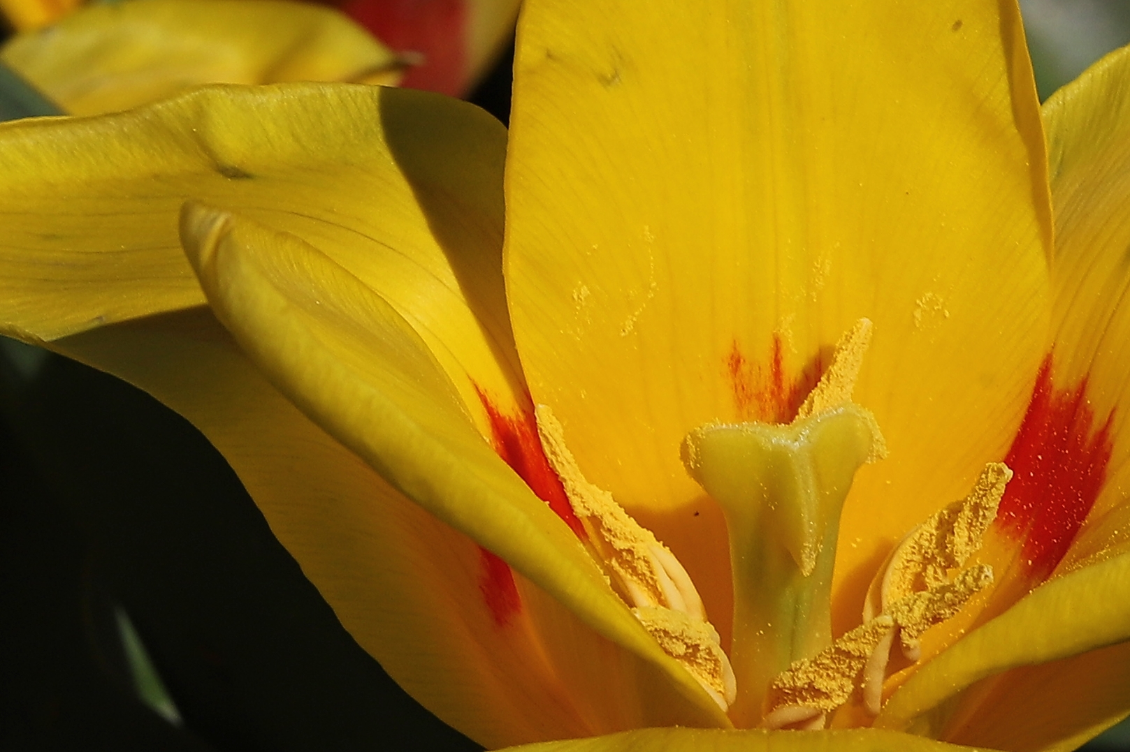 Gelbe Tulpe (2019_04_01_EOS 6D Mark II_1159a_ji)