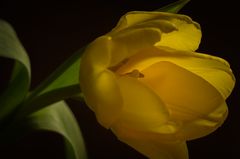 gelbe Tulpe